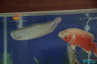 养鱼风水讲解视频,风水龙鱼养几条比较好