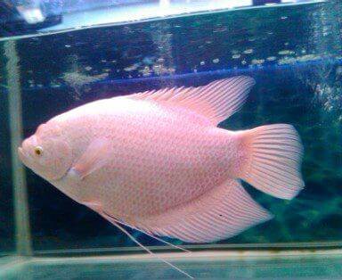 养鱼风水讲解视频,风水龙鱼养几条比较好