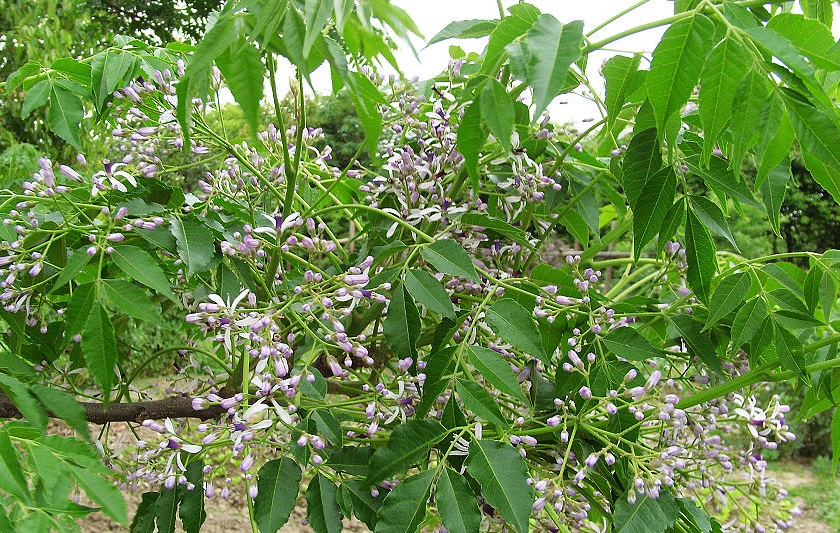 印度胰腺癌抗癌药物特罗凯,印度楝的功效