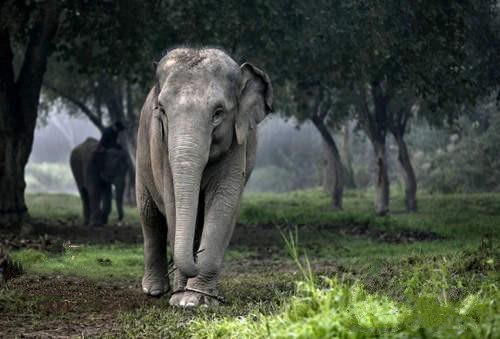 一杯1500元的黑象牙咖啡大象便便中的咖啡豆冲出的咖啡