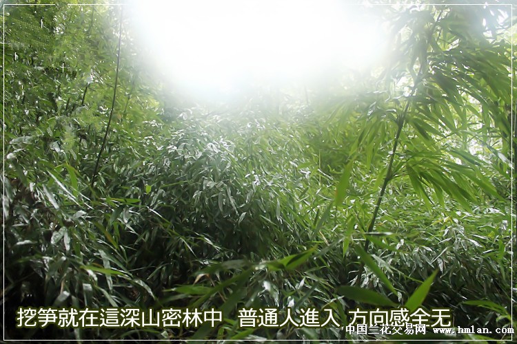 西部刀手,行走于中国道教神山四川洪雅瓦屋山,暗藏杀伐之气!