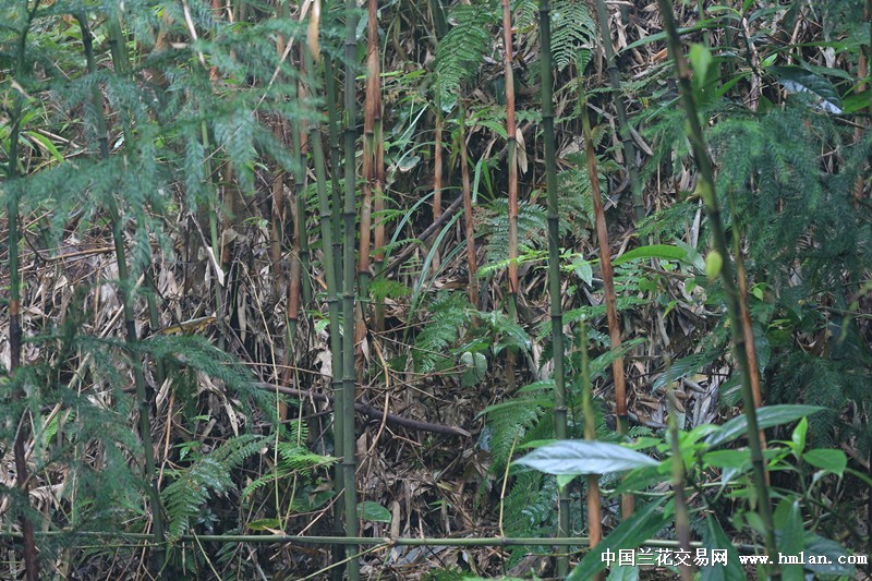 西部刀手,行走于中国道教神山四川洪雅瓦屋山,暗藏杀伐之气!