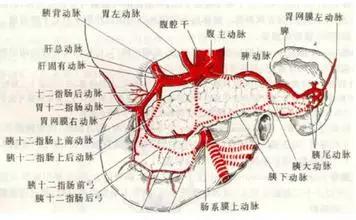中医脾功能作用详细解析,胃不降浊脾不升清中医辨证施治