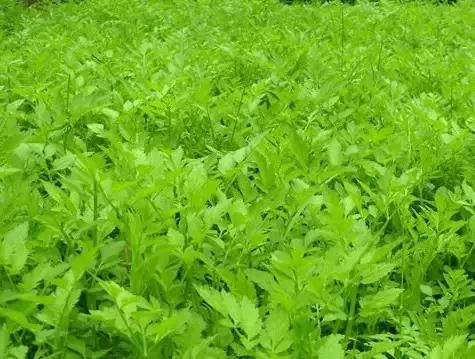 云南人再贵也要吃野生菌,云南人吃过最奢侈的一道菜