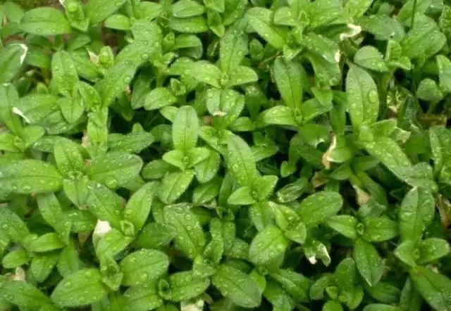 云南人再贵也要吃野生菌,云南人吃过最奢侈的一道菜