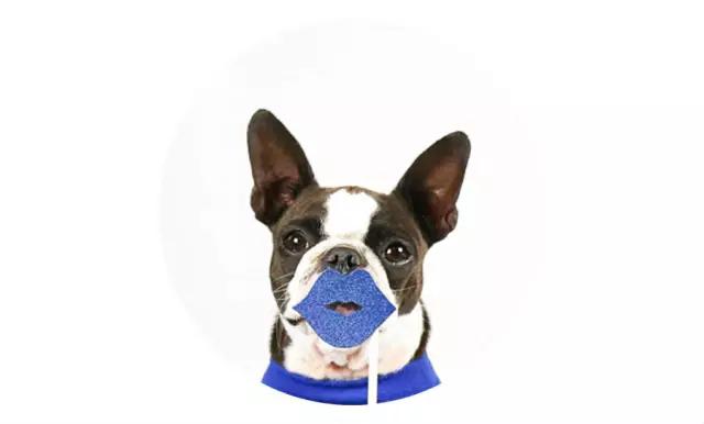 「2月上海春季」有爱领养