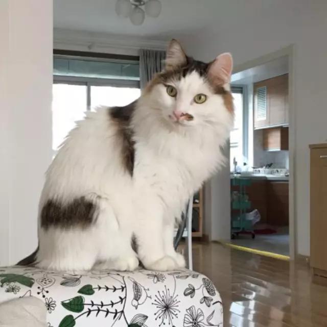 「2月上海春季」有爱领养