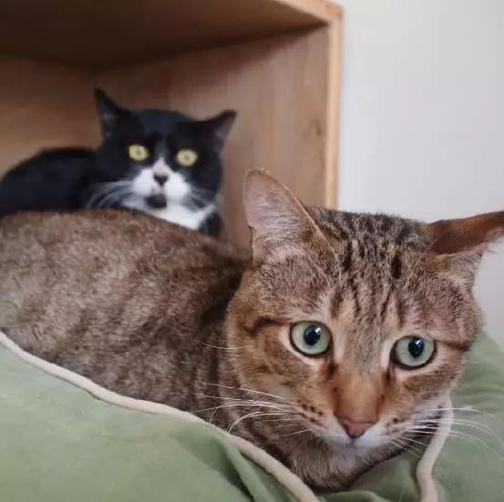 「2月上海春季」有爱领养