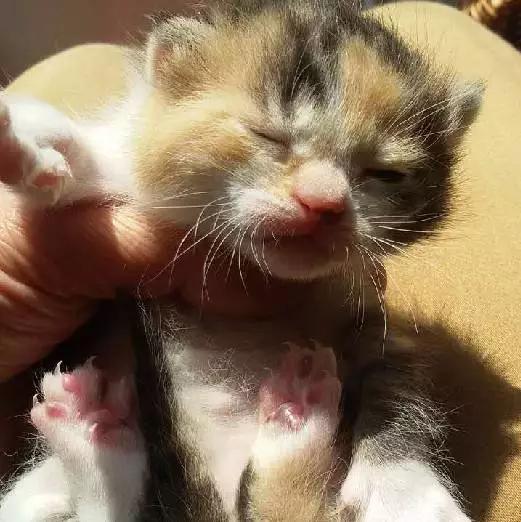 「2月上海春季」有爱领养