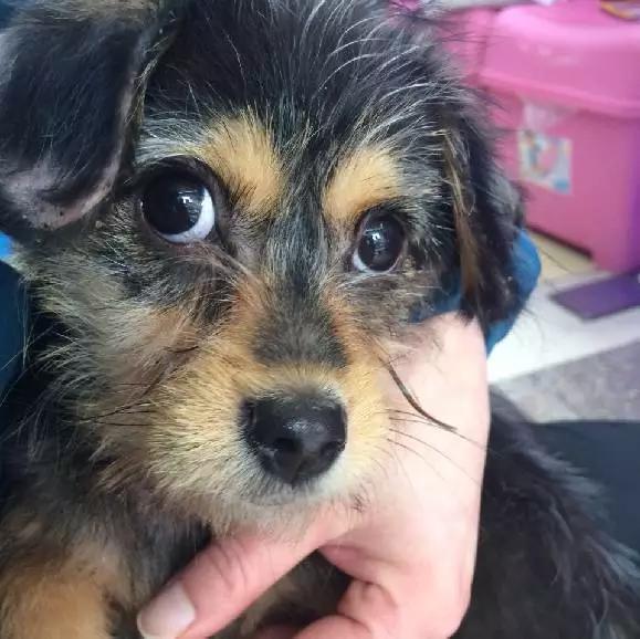 「2月上海春季」有爱领养