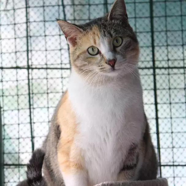 「2月上海春季」有爱领养