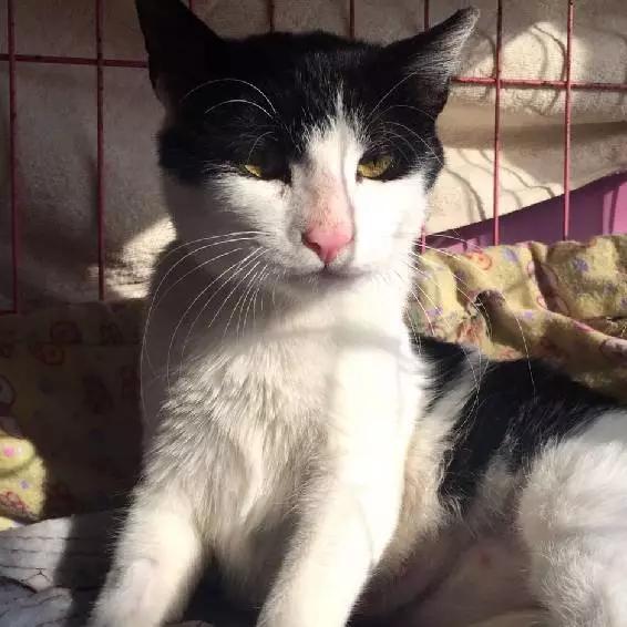 「2月上海春季」有爱领养