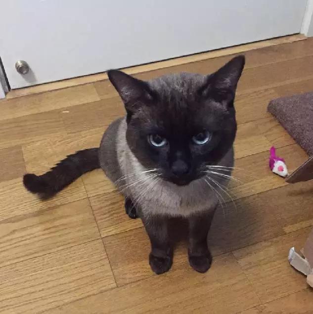 「2月上海春季」有爱领养