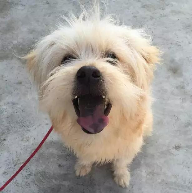 「2月上海春季」有爱领养