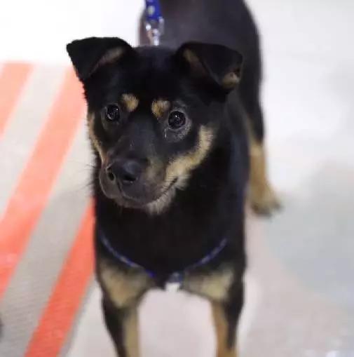 「2月上海春季」有爱领养