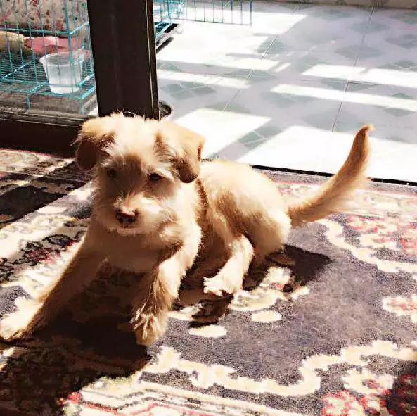 「2月上海春季」有爱领养