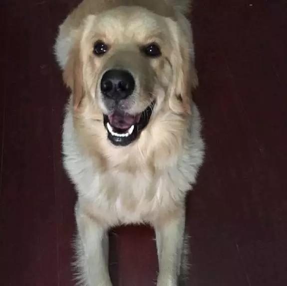 「2月上海春季」有爱领养