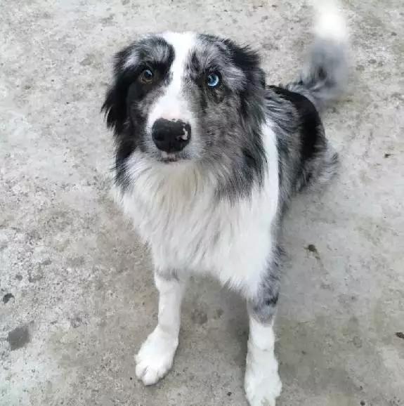 「2月上海春季」有爱领养