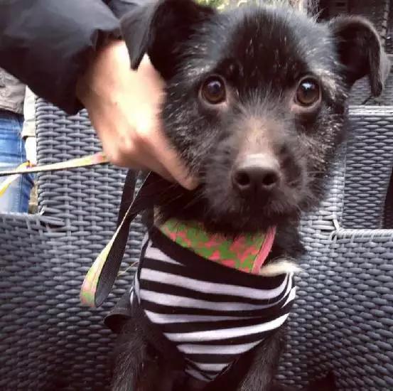 「2月上海春季」有爱领养