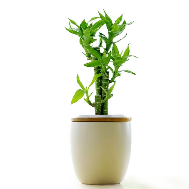 养的富贵竹叶子发黄的原因,我养的富贵竹叶子发黄了怎么办