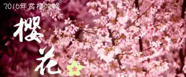 2020年日本樱花季观赏最全攻略,樱花节要来啦