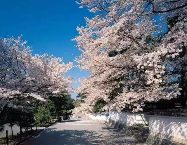 2020年日本樱花季观赏最全攻略,樱花节要来啦