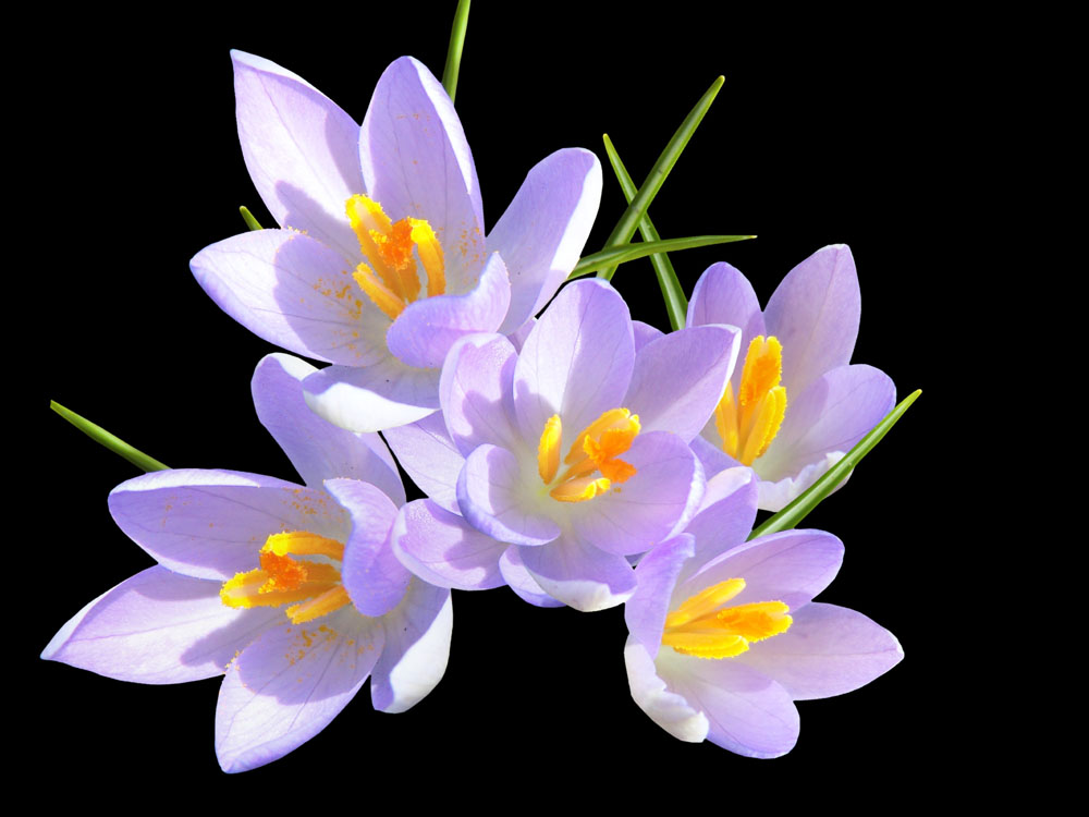 课外知识大扩展之——中国市花大全！