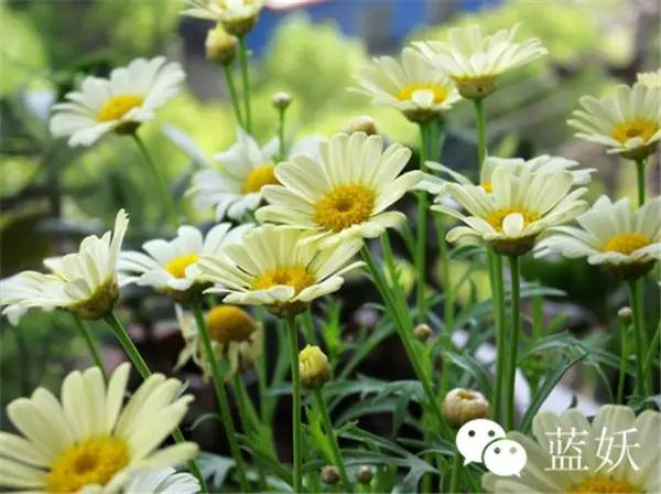 怎样才可以把玛格丽特花养好,玛格丽特花养多久爆花