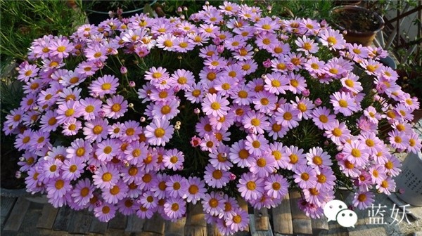 怎样才可以把玛格丽特花养好,玛格丽特花养多久爆花