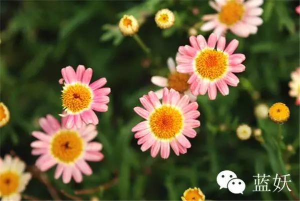 怎样才可以把玛格丽特花养好,玛格丽特花养多久爆花