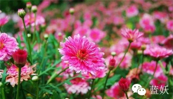 怎样才可以把玛格丽特花养好,玛格丽特花养多久爆花