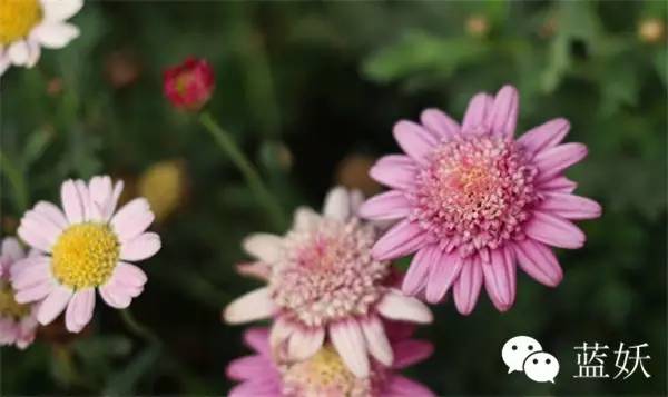 怎样才可以把玛格丽特花养好,玛格丽特花养多久爆花