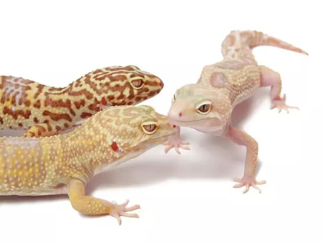 豹纹守宫的品种大全,豹纹守宫好养品种