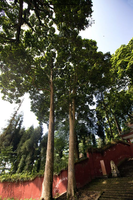 活着的国宝――荥经云峰寺内的桢楠王