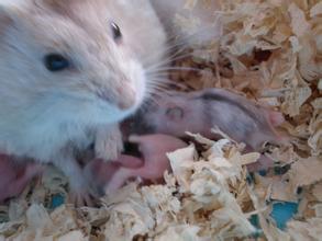 不小心把仓鼠害死了,小仓鼠吃什么对身体好