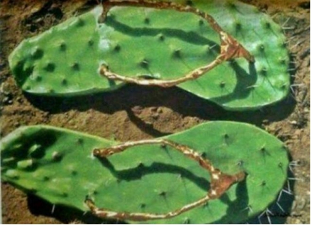 情人节礼物奇葩合集,情人节男友送的奇葩礼物