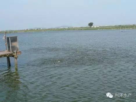 虾海鱼如何混养,海水鱼虾混养最佳模式