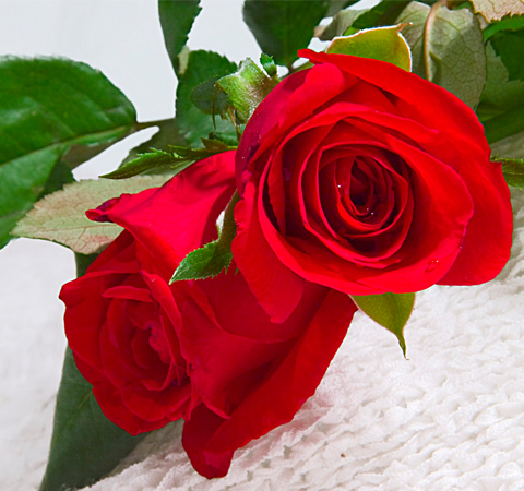 平抚情绪玫瑰花的疗效介绍