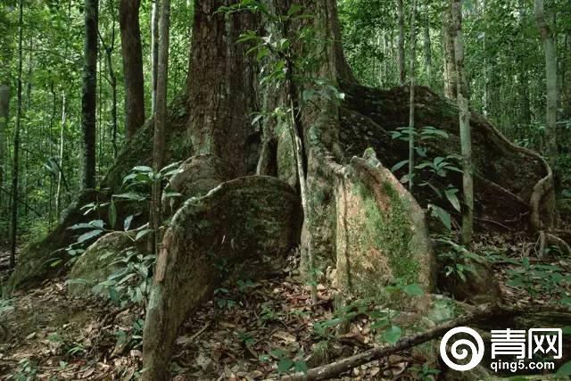 印尼婆罗洲生活,印尼南洋生活