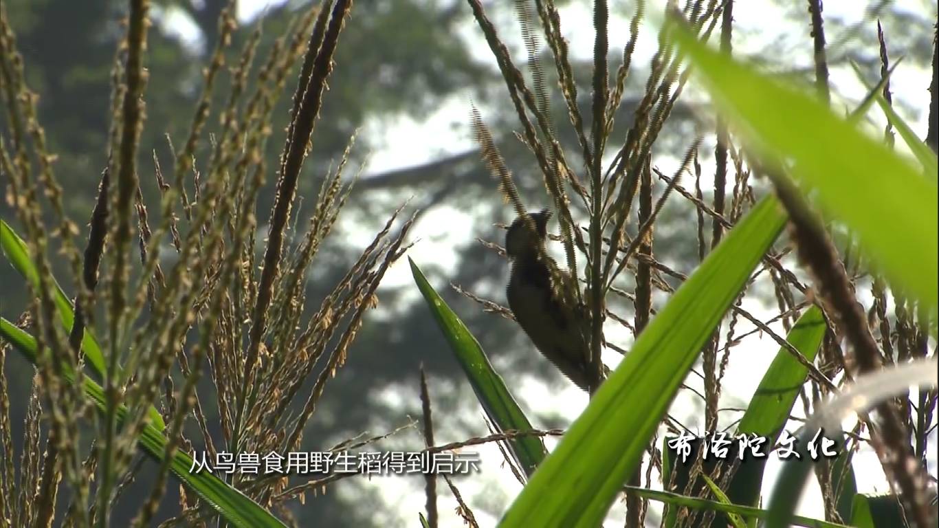 壮族的创世神全集,壮族神是什么