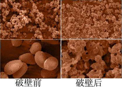 灵芝孢子粉正确食用方法,中药知识必学