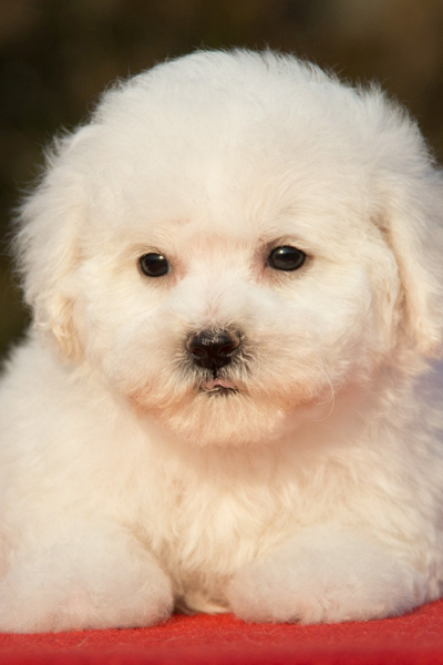 比熊犬多少钱一只便宜好养,比熊犬大约多少钱一只幼崽