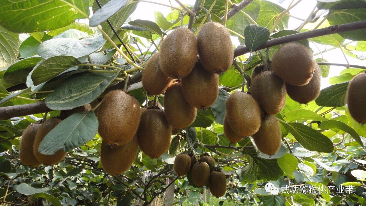 猕猴桃树怎么防寒,6月份猕猴桃树的管理