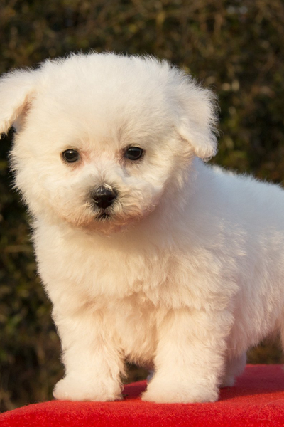 比熊犬多少钱一只便宜好养,比熊犬大约多少钱一只幼崽