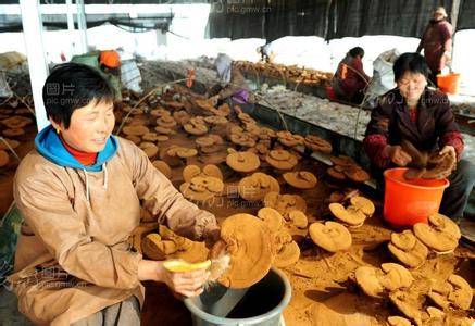 灵芝孢子粉正确食用方法,中药知识必学