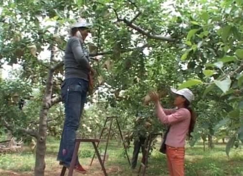 维纳斯苹果苦痘病为什么严重,苹果苦痘病症状及发生原因
