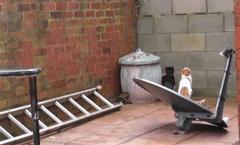 十条笑话：和小白玩真心话大冒险