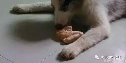 注意！骨头可以杀死狗！