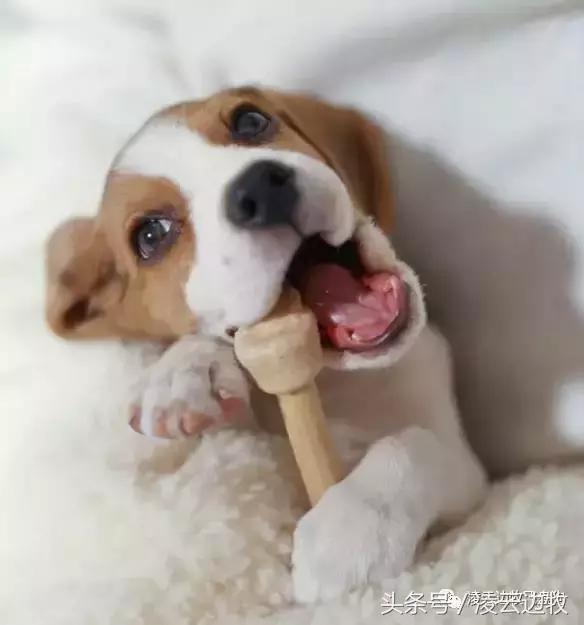 注意！骨头可以杀死狗！