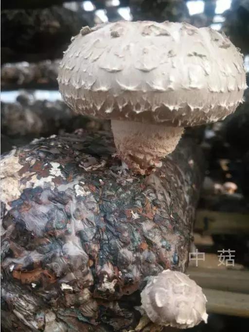 可以多挣钱的卖菇经,读懂了,你的香菇可以卖个好价钱!